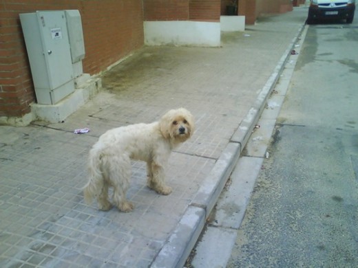 este pobrecito anda abandonado donde vivo pero no tengo alma de cogerlo y no me veas el trabajo que me cuesta de echarle de comer